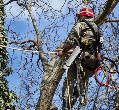 Summerfield Arborists | Arbor Masters Tree Services, Inc.